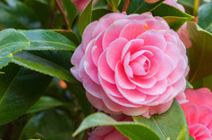 Camillia